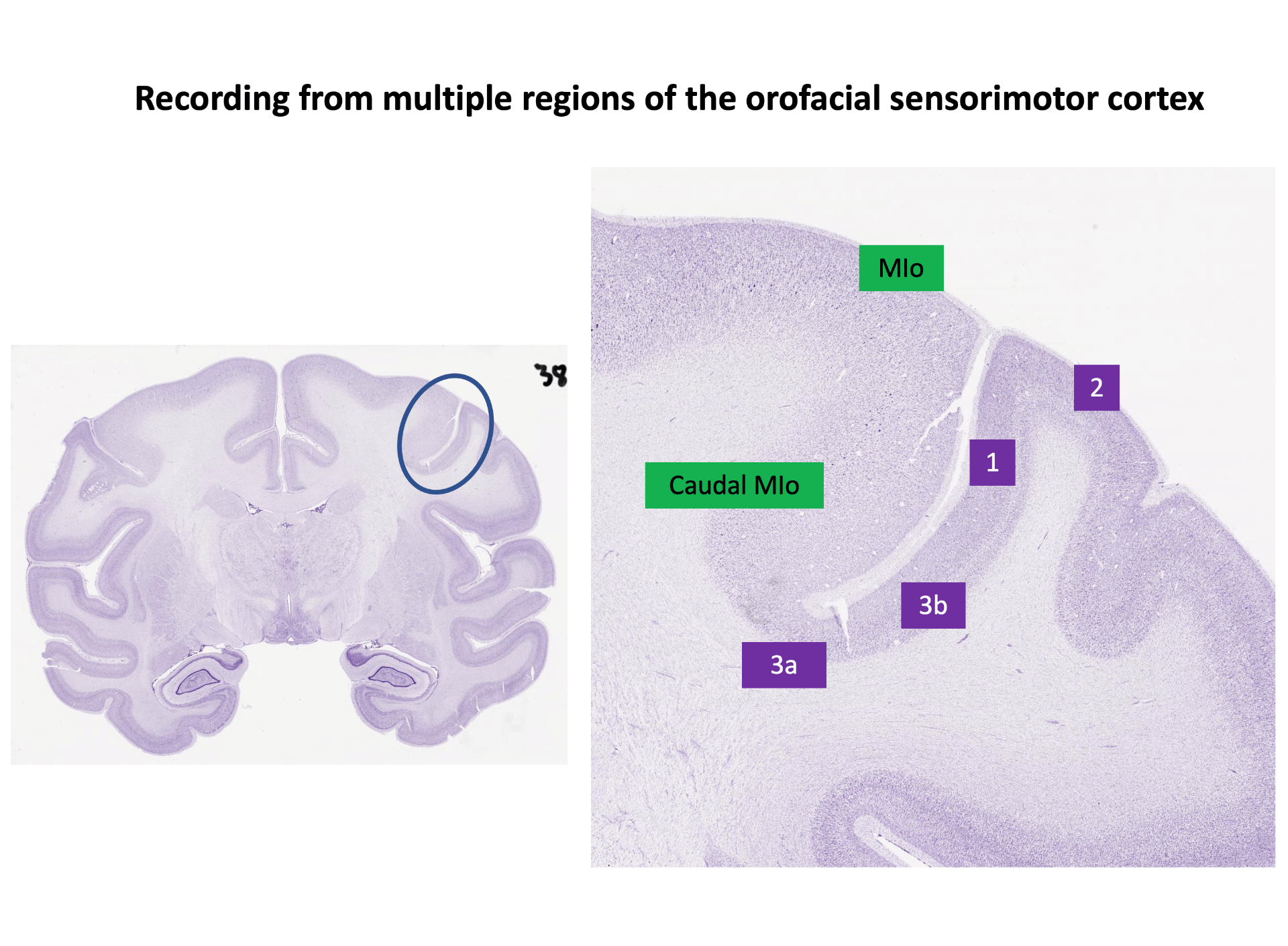 Stained tissue of the orofacial primary motor cortex.