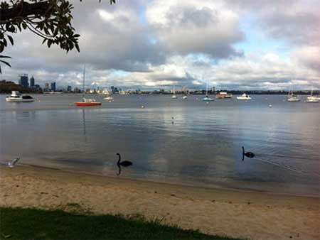 Black swans over beach