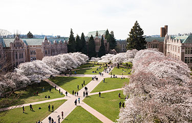 UW Campus with Cherries in bloom