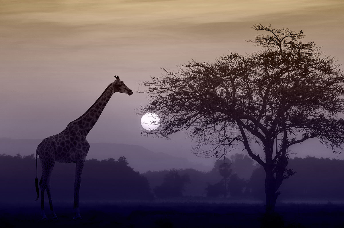 Kenya -giraffe & tree